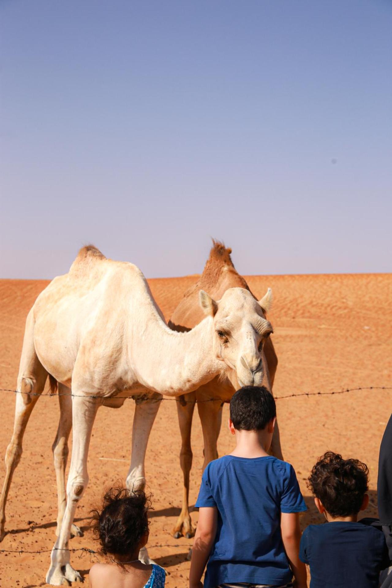 Wahiba Bedouin Rustic Camp Hotel Badīyah Kültér fotó