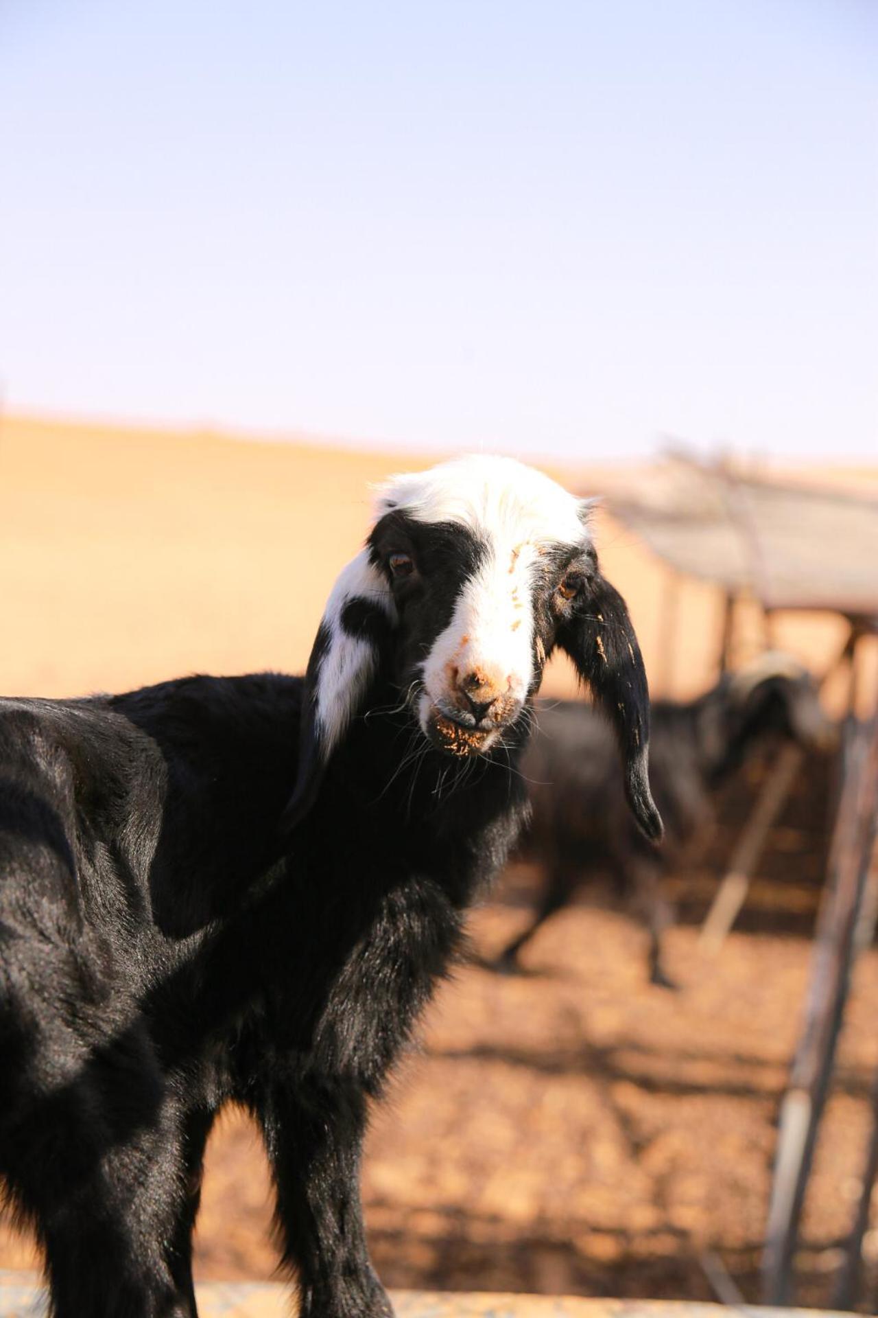 Wahiba Bedouin Rustic Camp Hotel Badīyah Kültér fotó